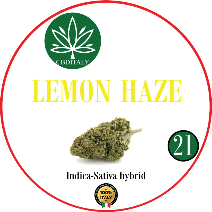 CBDITALY Lemon Haze CBD 21% Indica-Sativa-hybridi hampunkukka, valmistettu Italiassa